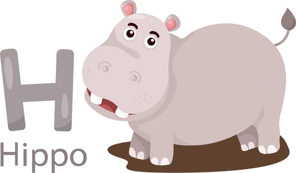 Ilustração do alfabeto animal isolado H para Hippo — Vetor de Stock