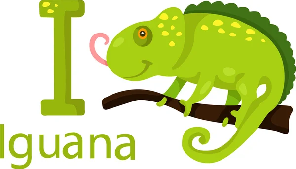 Illustrator of I with iguana — Stock Vector