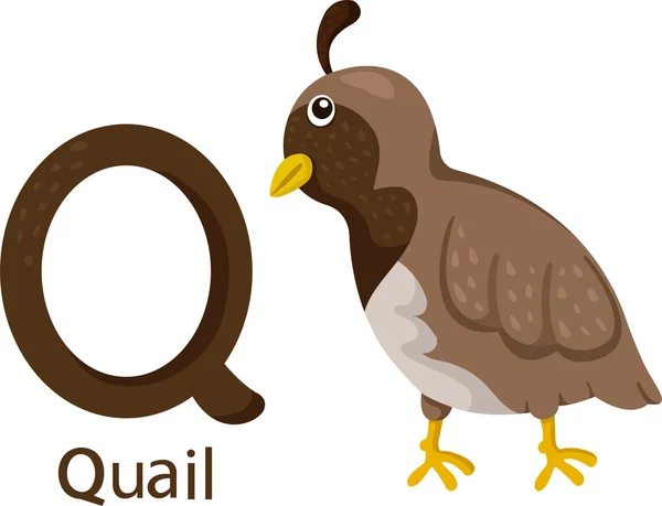 Illustrator of Q with quail — Stock Vector