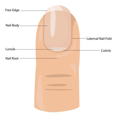 Illustrator of nail composition clipart
