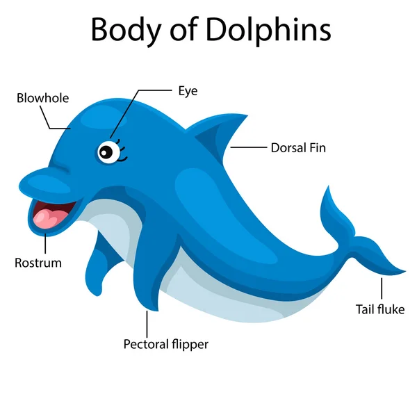 Тело дельфинов-иллюстраторов — стоковый вектор