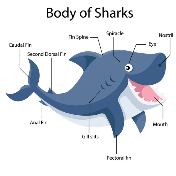 Cuerpo ilustrador de tiburones — Vector de stock