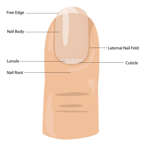 Ilustrador da composição das unhas — Vetor de Stock