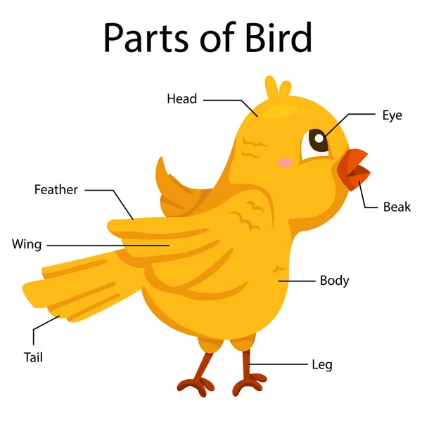 Partes ilustradoras de aves — Vector de stock