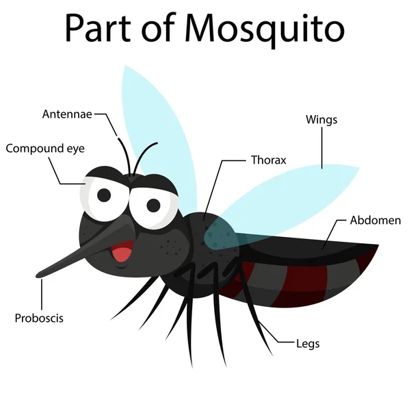 Partes ilustradoras de Mosquito — Vector de stock