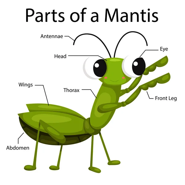 Illustrator delar av en mantis — Stock vektor