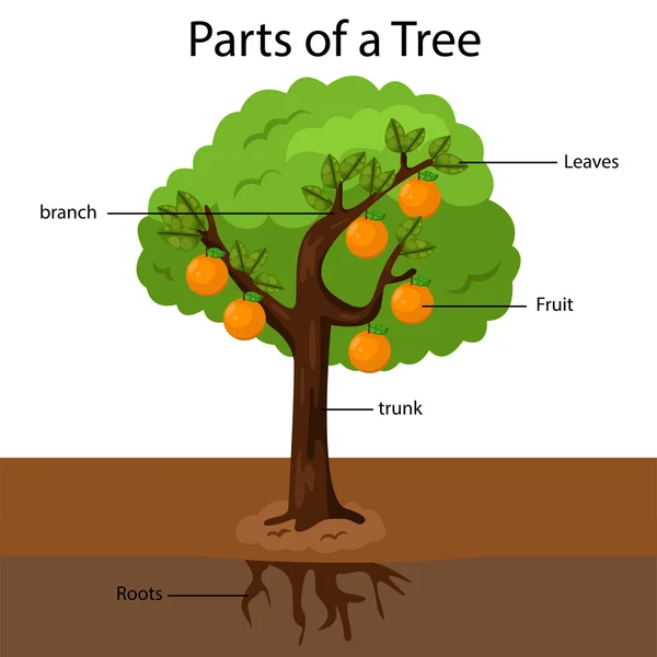 Bir ağaç parçalarını Illustrator