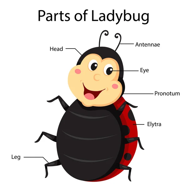 Bagian ilustrator dari ladybug - Stok Vektor