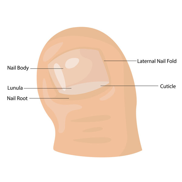 Иллюстратор композиции пальцев ног
