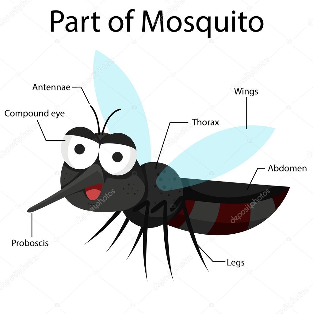 Illustrator parts of Mosquito