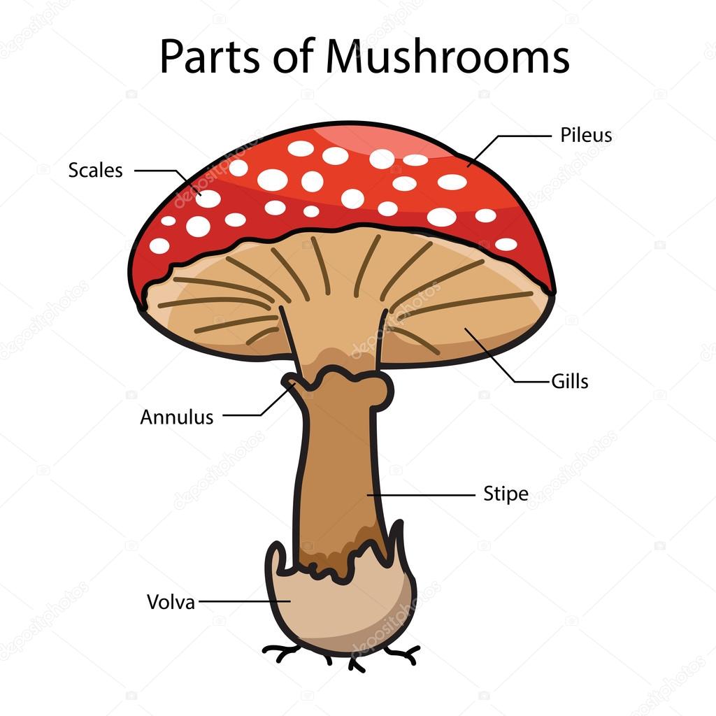 Illustrator parts of mushrooms