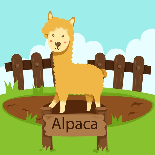 Ilustrador de Alpaca en el zoológico — Vector de stock