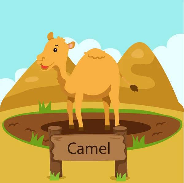 Illustratören av kamel i djurparken — Stock vektor