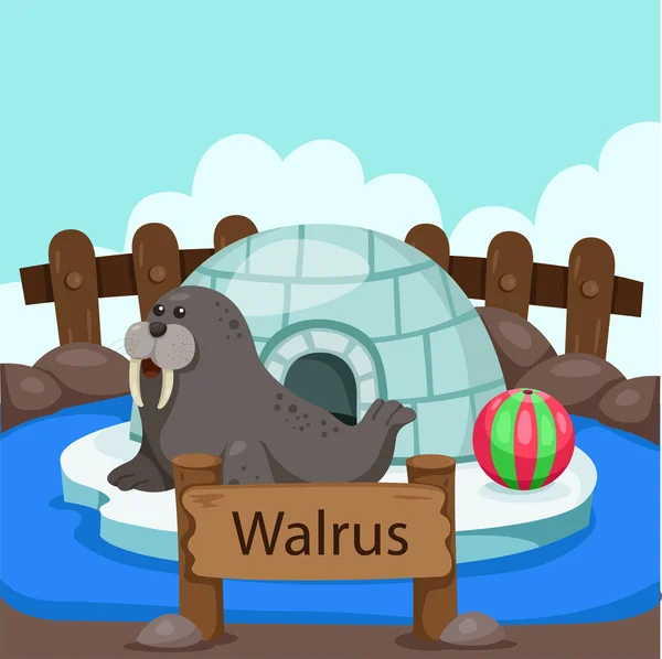 Ilustrador de Walrus no zoológico —  Vetores de Stock