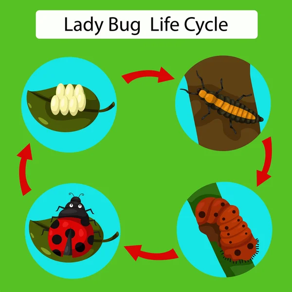 Illustratore del ciclo di vita di una coccinella — Vettoriale Stock