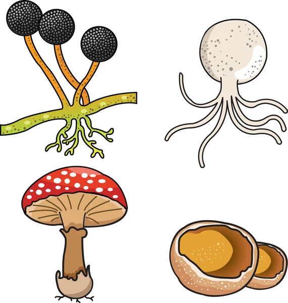 Illustrateur de champignons — Image vectorielle