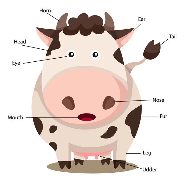 Illustrator of cow body part — Stock Vector