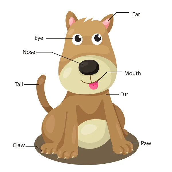 Illustrator för hund kroppsdel — Stock vektor