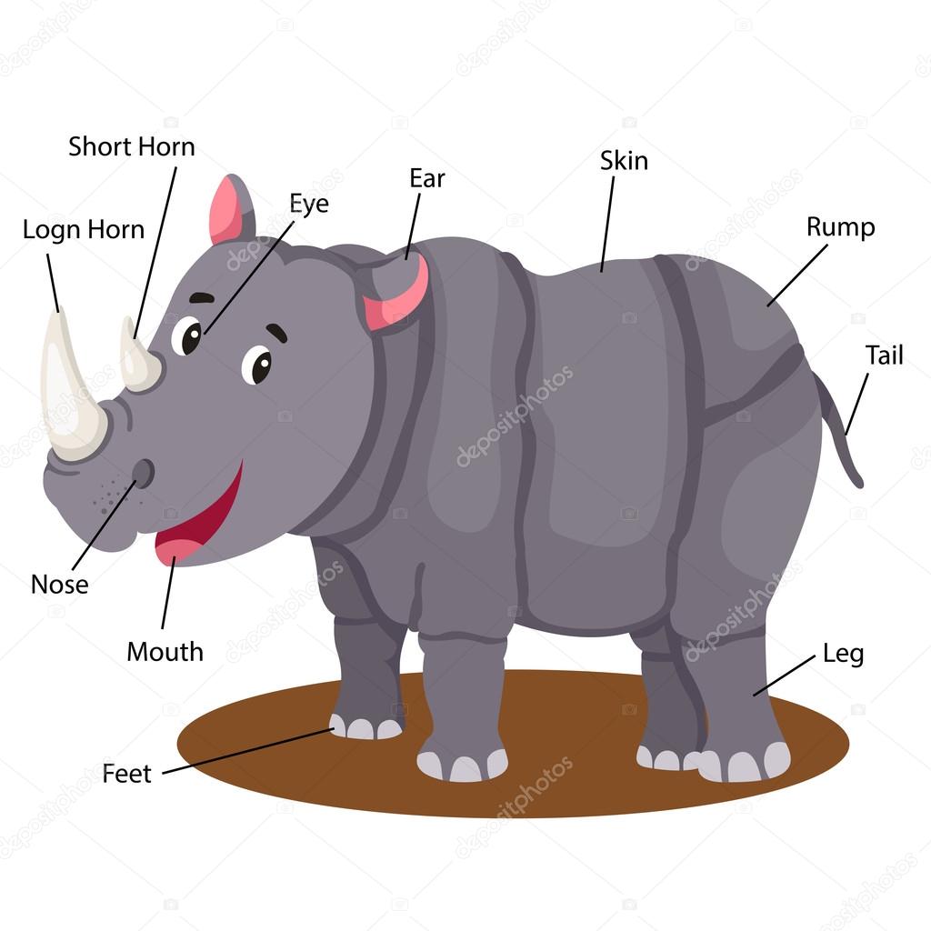 Illustrator of rhinoceros body part