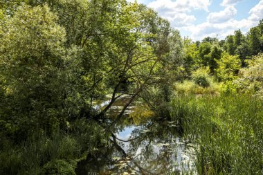 Yazın küçük orman nehri.