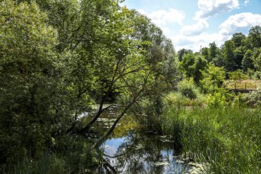 Yazın küçük orman nehri.