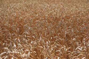 Mavi gökyüzü ile sarı buğday tarlası