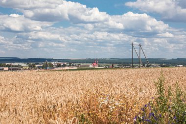 Mavi gökyüzü ile sarı buğday tarlası