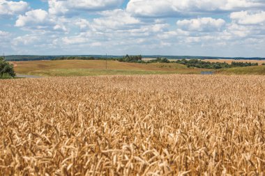 Mavi gökyüzü ile sarı buğday tarlası