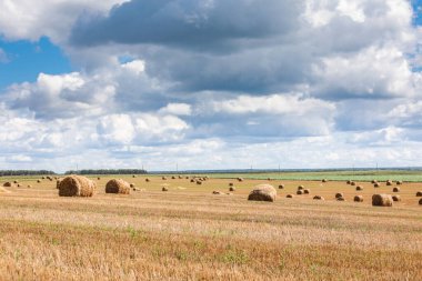 Yazın tarlada saman yığınları.