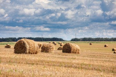 Yazın tarlada saman yığınları.