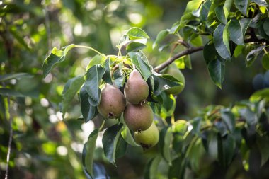 Ağaç dalında asılı büyük hasta bir armut.