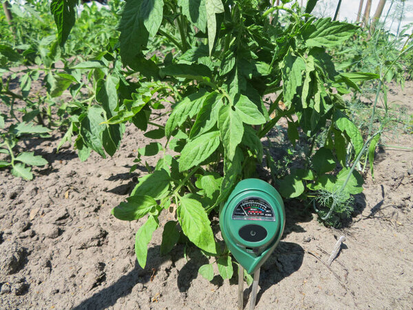 Измерения почвы с помощью цифрового устройства. Зеленые растения измеряют рН и влажность почвы. Концепция высокотехнологичного сельского хозяйства. Черника и клубника. Заболевания растений.  