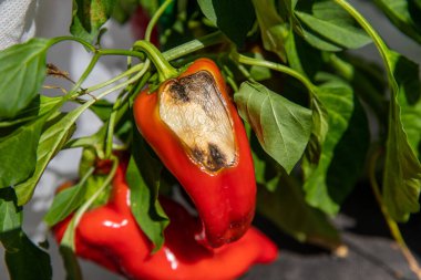 Sabırlı ol, biberin meyvesi. Karabiber meyvelerinin alışılmadık çürümesi.