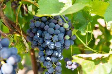 Bahçede bir demet olgun siyah üzüm.