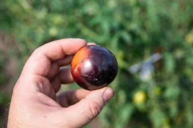 Yeşil doğal arka planda siyah domates..