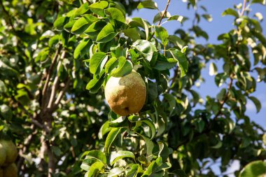 Yeşil armut, doğal yeşil arka planda bir ağaç dalında.