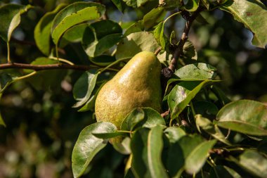 Yeşil armut, doğal yeşil arka planda bir ağaç dalında.