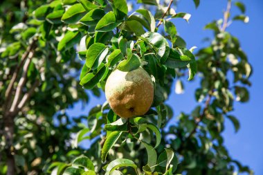 Yeşil armut, doğal yeşil arka planda bir ağaç dalında.