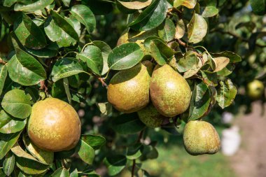 Yeşil armut, doğal yeşil arka planda bir ağaç dalında.