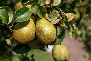 Yeşil armut, doğal yeşil arka planda bir ağaç dalında.