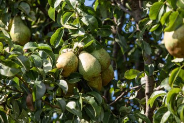 Yeşil armut, doğal yeşil arka planda bir ağaç dalında.