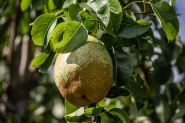 Yeşil armut, doğal yeşil arka planda bir ağaç dalında.