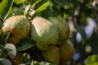 Yeşil armut, doğal yeşil arka planda bir ağaç dalında.