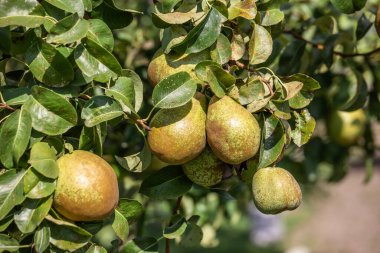 Yeşil armut, doğal yeşil arka planda bir ağaç dalında.