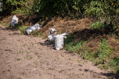 Ev bahçesinde biçilmiş patatesli beyaz torbalar. Kırsal kesimlerde bahçe yatakları olan tarlalı bir arazi. ekinlerin yetiştiği tarlalar.. 