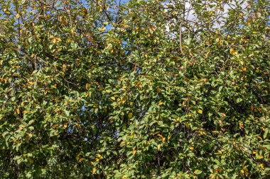 Yazın meyve ağaçları..