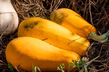 Büyük, olgun, portakallı ve beyaz kabaklı kuru otlar..