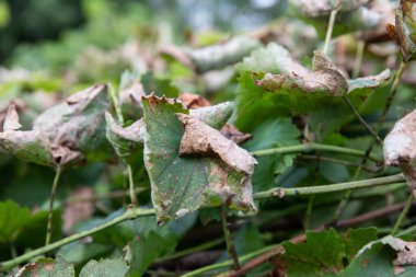 Yaz kuraklığı boyunca üzüm bağında kuru üzüm yaprakları..