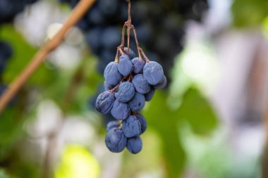 Üzüm hastalığı. Sarmaşıkta çürüyen beyaz üzümler. Gri küfle enfekte olmuş mahsul. Botrytis cinerea.