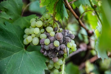 Üzüm hastalığı. Sarmaşıkta çürüyen beyaz üzümler. Gri küfle enfekte olmuş mahsul. Botrytis cinerea.